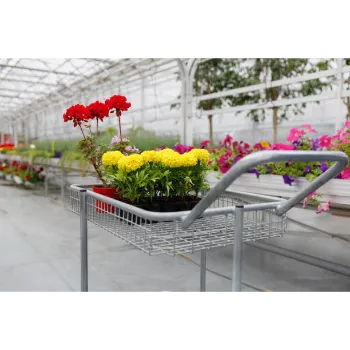 Fresh Marigold Plant